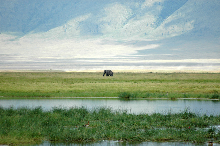 vistas safari